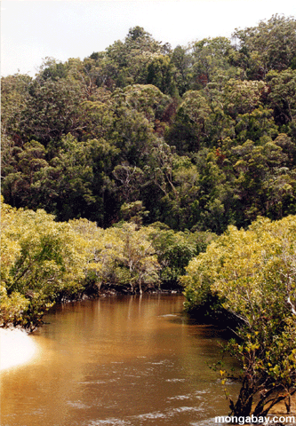 Crique De Pal�tuvier D'�le De Fraser, Australie