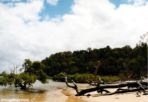 Distancia De los Mangles De la Isla De Fraser, Australia
