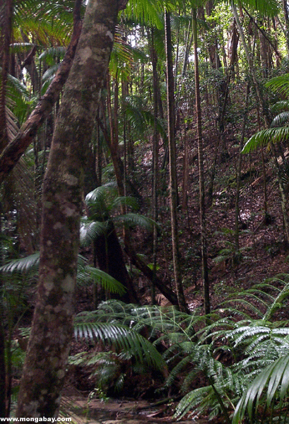 Console Rainforest De Fraser, Austr�lia