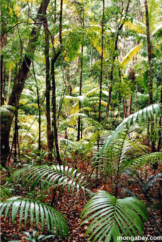 Fraser Rainforest