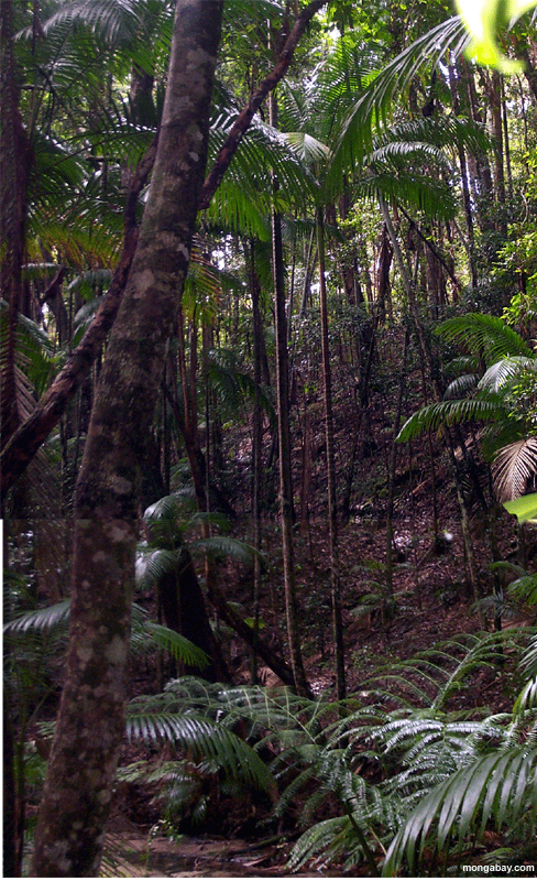 Console Rainforest De Fraser, Austr�lia