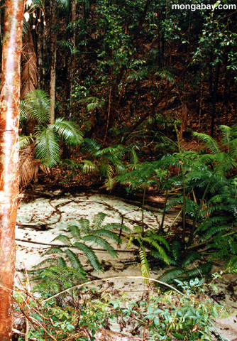 Fraser Rainforest Nebenfluß