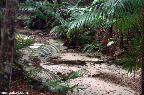 Cala De Rainforest De la Isla De Fraser, Australia