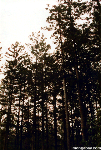 Fraser Bäume Silhouette Australia