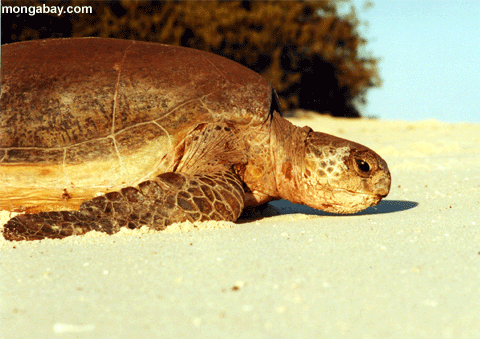 Reiher-grünes Seeschildkröte
