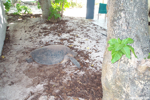 Reiher-grünes Seeschildkröte