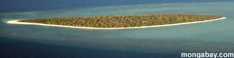 Reiher-Verschiedene Insel