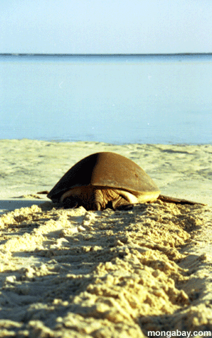 Reiher-Schildkröte-Meer Bound Australia