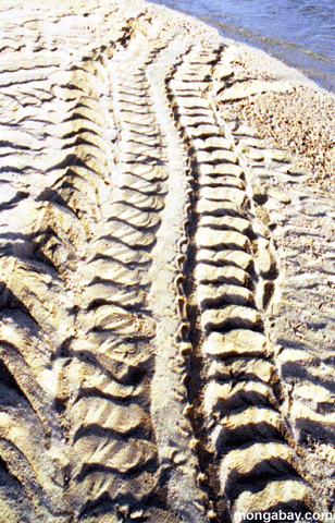 Reiher-Schildkröte Tracks Australia