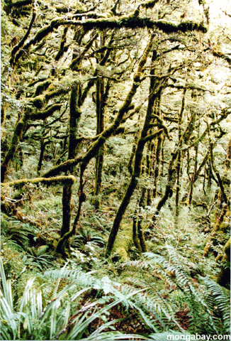 Bosque De la Haya, Zealand Nuevo