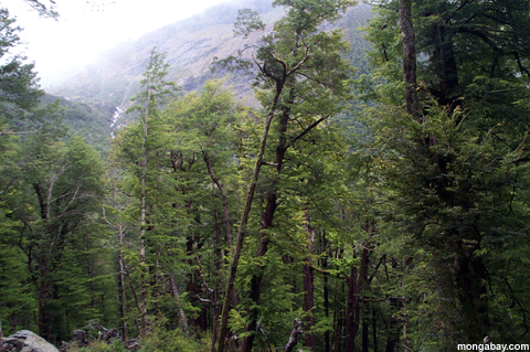 Buche-Wald