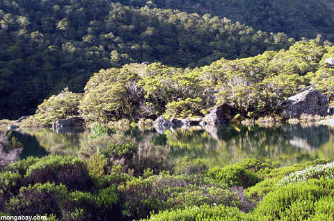 Lago Mckenzie, La Nuova Zelanda