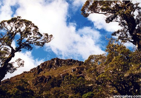 Pico Da Montanha, Zealand Novo