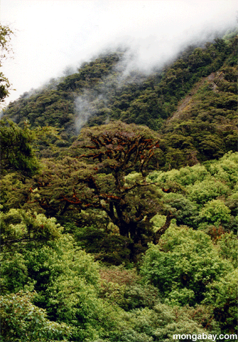 Baum im Routeburn Valley