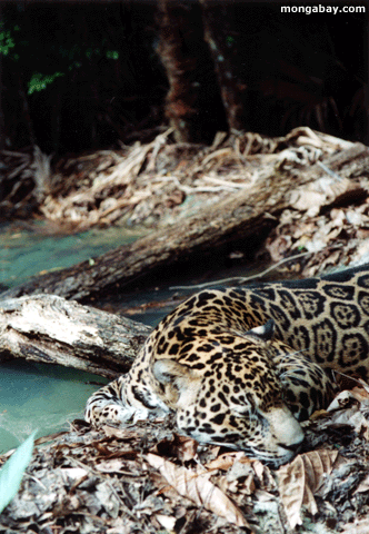 Jaguar, Belize