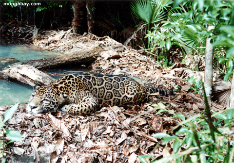 Jaguar, Belice