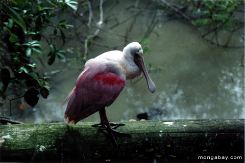 Spoonbill, Belize