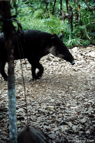 Tapir, Belize
