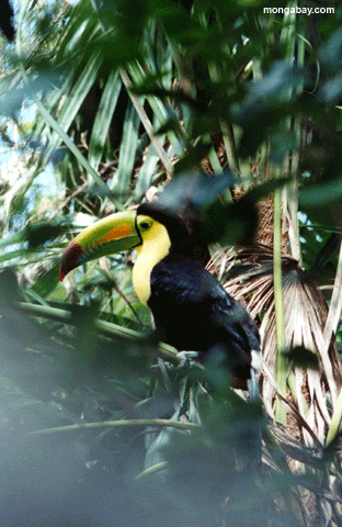 Toucan, Belize