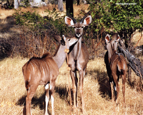 Ant�lope, Botswana