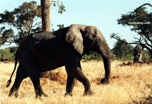 Elefante, Botswana