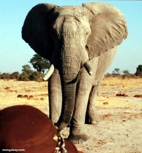 Elefante Que carga, Botswana