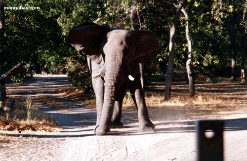 Elefant, der Botswana