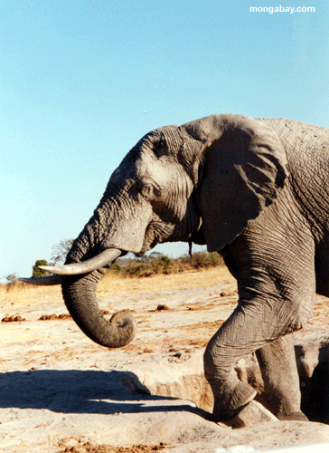 La Sal Del Elefante Se lame, Botswana