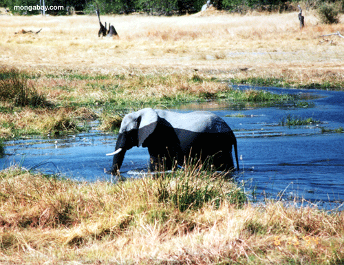 ElefantcWasser, Botswana