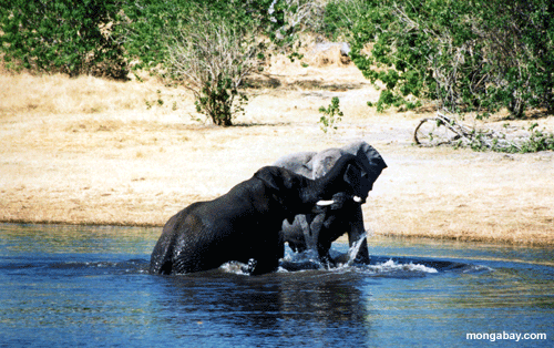 Agua Del Jugador De los Elefantes, Botswana