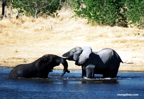 Elefanten, die Wasser Botswana
