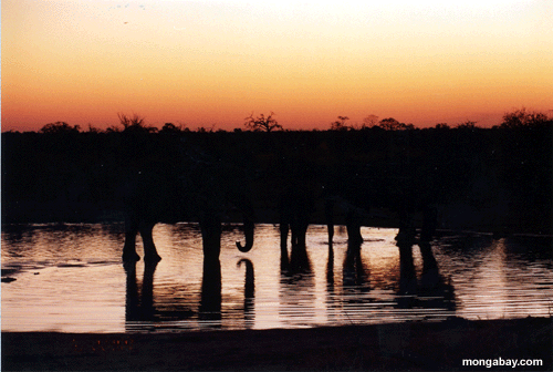 ElefantcSonnenuntergang, Botswana