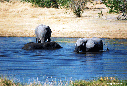 Agua De los Elefantes, Botswana