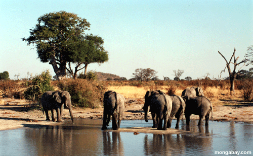 Agujero Del Agua De los Elefantes, Botswana