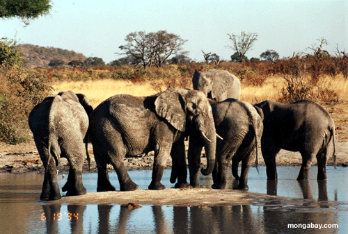 Elefantwasserbohrung