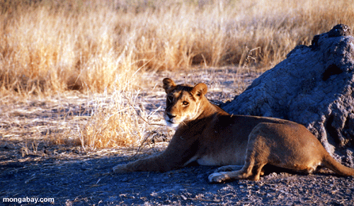 Lion Femelle Anthill, Botswana