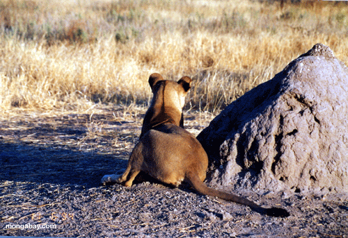 Weiblicher L�we Anthill, Botswana