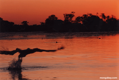 Coucher du soleil D'Aigle De Poissons, Botswana