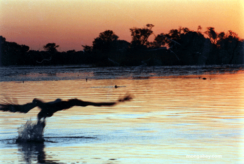 Coucher du soleil D'Aigle De Poissons, Botswana