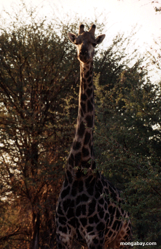 Fim De Giraffe, Botswana