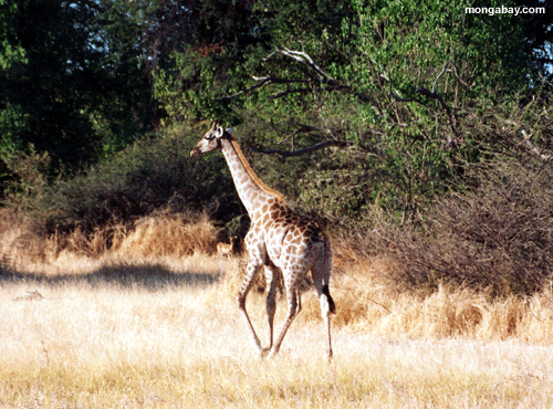 Giraffe, die Botswana