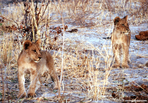 Le�n Cubs, Botswana