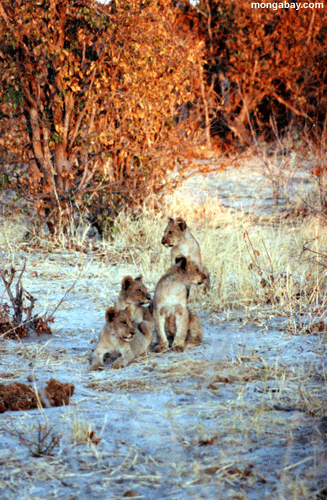 Lion Cubs, Botswana