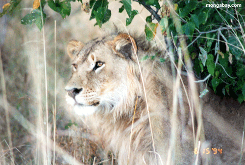 Fine Maschio Del Leone, Botswana