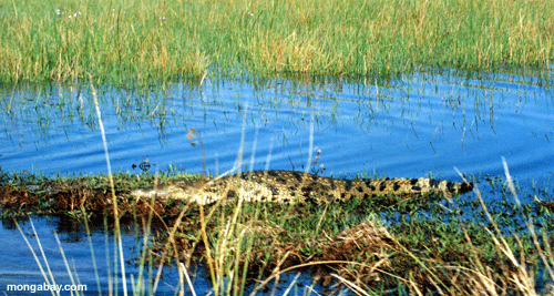 Nil croc
