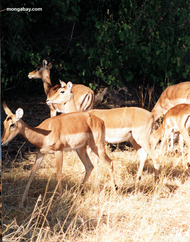 Leweches Vermelho, Botswana