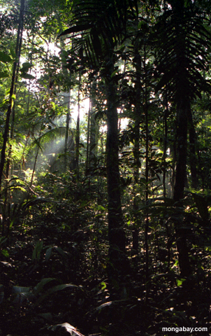 The amazon rainforest primary homework help
