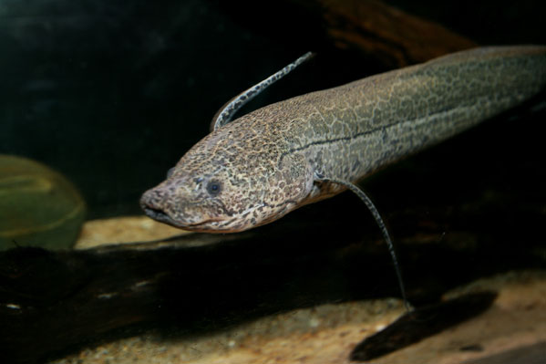 http://www.mongabay.com/images/calacademy/600/lungfish_going_right.jpg