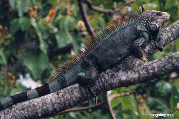 male iguana SHARE