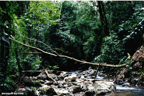 コスタリカの小川、オサ半島、2001